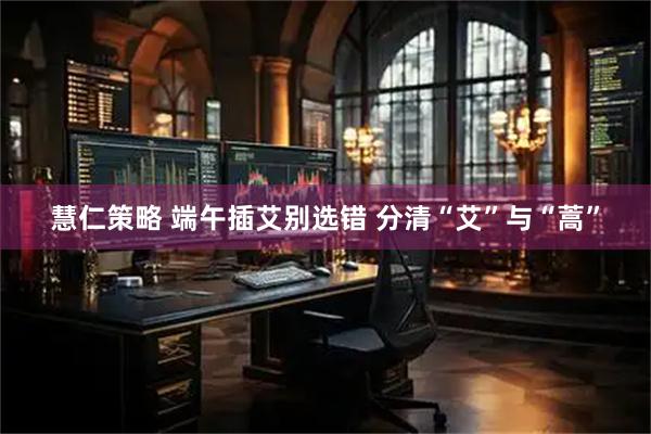 慧仁策略 端午插艾别选错 分清“艾”与“蒿”