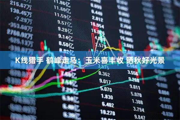 K线猎手 鹤峰走马：玉米喜丰收 晒秋好光景